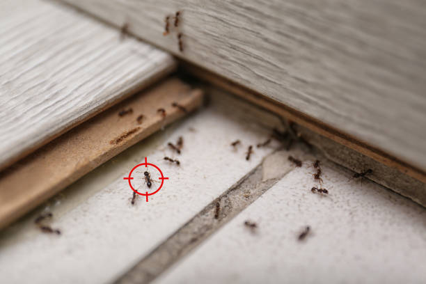 Best Spider Control Near Me  in Nanuet, NY